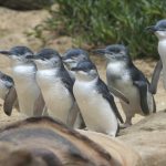 Penguin Parade Visitor Centre entry mats Phillip Island — Auswave Products