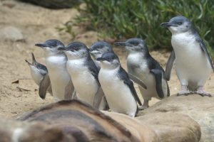 Penguin Parade Visitor Centre entry mats Phillip Island — Auswave Products